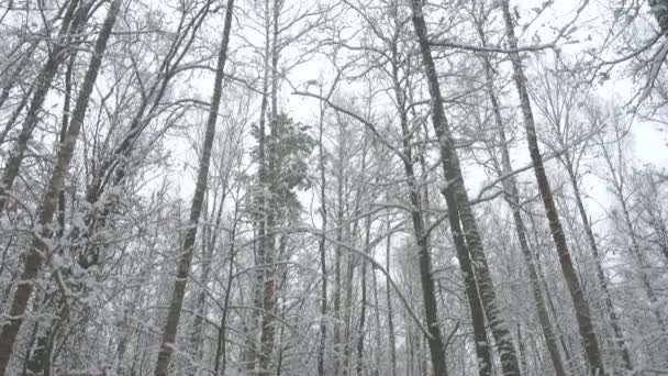 Árboles altos en hermoso bosque de invierno . — Vídeo de stock