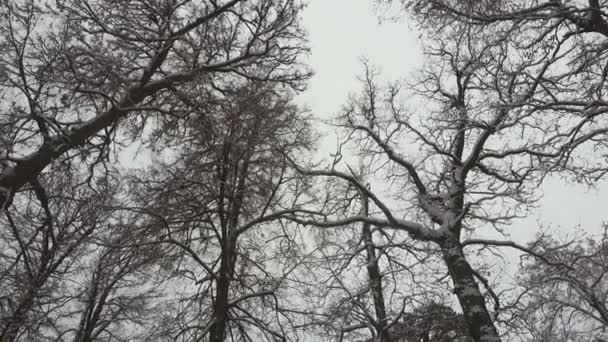 Floresta de inverno, carvalhos . — Vídeo de Stock