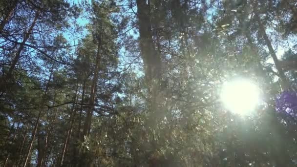 Bosque de pino en día soleado . — Vídeos de Stock