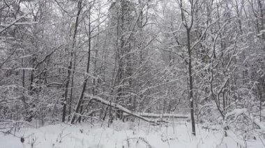 Güzel kış orman, ağaçlar fres kar, panoramik çekim kaplı..