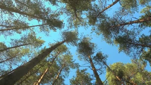 Pinheiros Altos Floresta Vento Belo Dia Árvores Céu Azul — Vídeo de Stock
