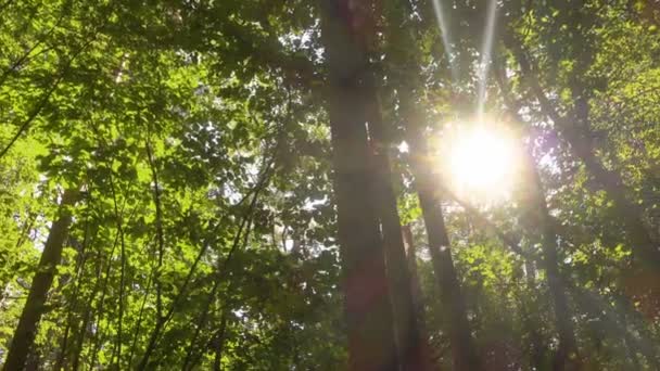 Зеленый дикий лес в солнечный день, панорамная съемка . — стоковое видео