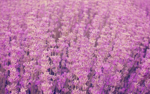 Beauitful ラベンダー畑、プロヴァンス、フランス。花の背景. — ストック写真