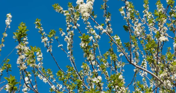 Beautiful blooming plum tree and blue sky. White flowers on a branch. — Stock Photo, Image