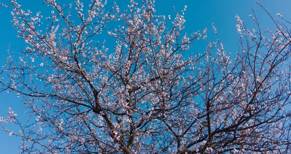 Beautiful blooming apricot flowers and blue sky. Pink flowers on a branch. — Stock Photo, Image