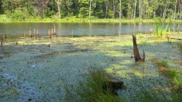 Lindo lago florestal. — Vídeo de Stock