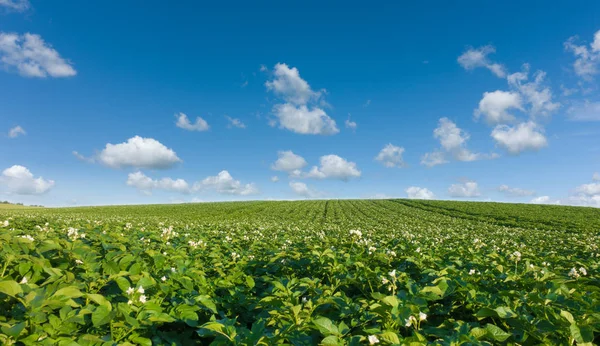Wunderschönes Kartoffelfeld und blauer Himmel. Grünes Feld blühender Kübel — Stockfoto
