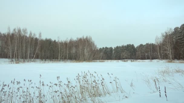 Bellissimo paesaggio invernale, lago boschivo e neve . — Video Stock
