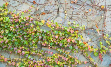 Yüzeyde üzüm dokuma ile gri taş duvar.