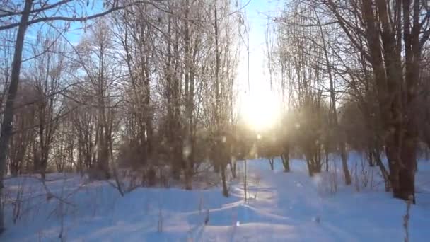 Nieve en cámara lenta entre los árboles en un hermoso día soleado . — Vídeos de Stock