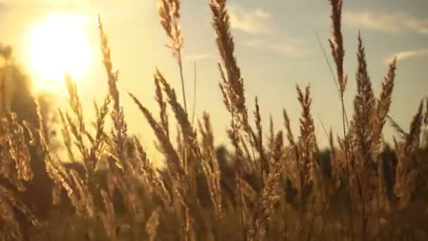 Gras in magische zonsondergang licht. — Stockvideo