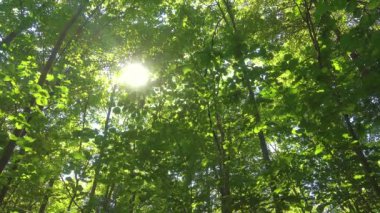 Güneşli bir günde güzel yeşil ağaçlar, ilkbahar veya yaz mevsimlik arka plan.