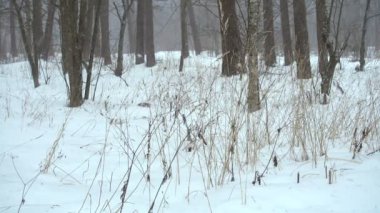 Güzel kış ormanı, düşen kar.