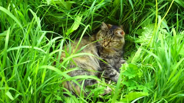 Beautiful cat lies on grass. Cat resting on grass. — Stock Video