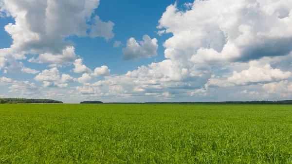 Gyönyörű táj, az ég és a zöld friss fű. Fű és ég szép napon. — Stock Fotó