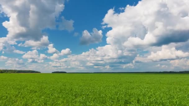 Beau paysage, laps de temps qualitatif du ciel et de l'herbe verte .
