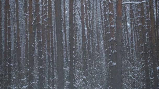 Vacker tall vinter skog och fallande snö. — Stockvideo