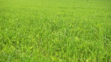 Yeşil tarım alanı, rüzgarda yeşil çimen.