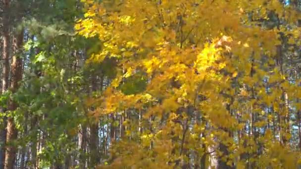 美丽的初秋在森林。风上的绿色和黄色的叶子. — 图库视频影像