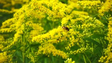 Çiçek açan çiçekler ve arı nektar toplar.