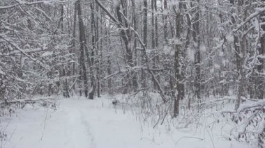 Güzel kış ormanına kar yağAr.