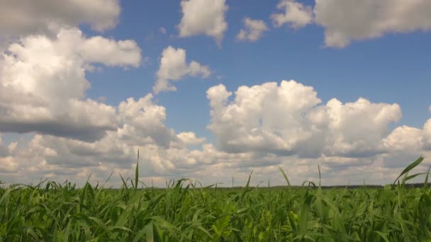 Vackert landskap, grönt gräs och blå himmel på vacker dag. — Stockvideo