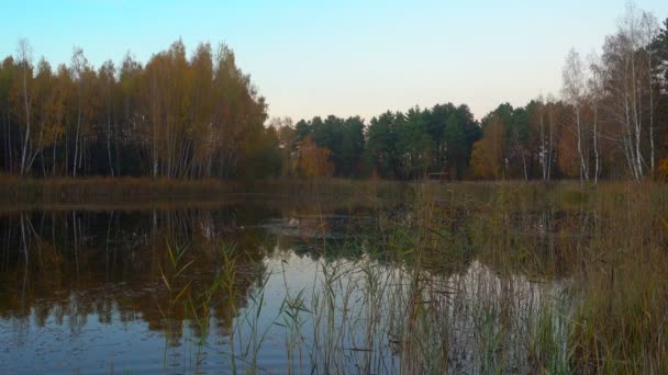 Lago del bosque al amanecer, agua quieta, pequeñas olas . — Vídeo de stock