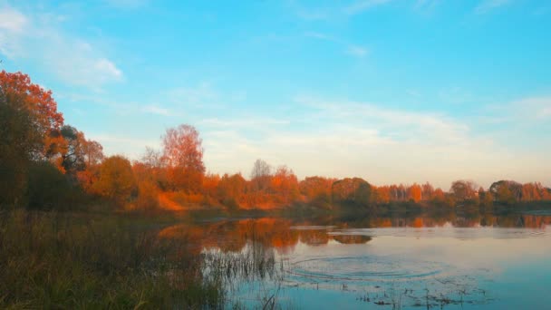 아름다운 숲 호수, 가을 을 통해 일출. — 비디오