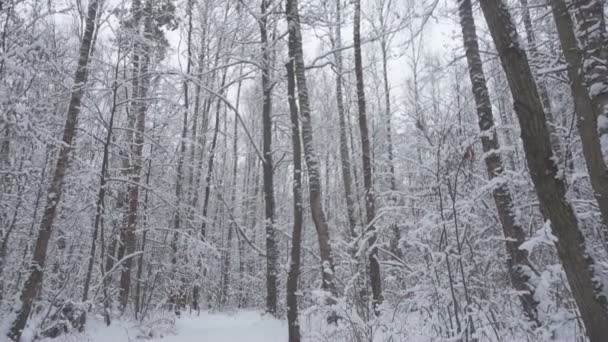 Bela floresta de inverno, árvores cobertas de neve . — Vídeo de Stock