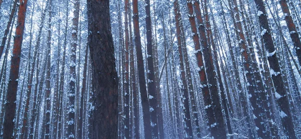 Bella foresta invernale, neve fresca sugli alberi nella foresta invernale . — Foto Stock
