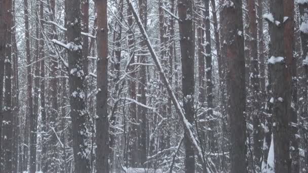 Nieve natural en bosque de pinos de invierno, panorámica . — Vídeos de Stock