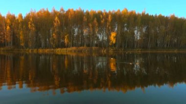 Orman gölü gün doğumunda, ördekler suda yüzer..