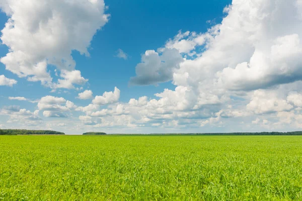 Gyönyörű panoráma táj, kék ég és friss zöld fű. Zöld fű és ég a gyönyörű napon. — Stock Fotó