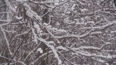 Güzel kış ormanlarına kar yağıyor. Nitel yavaş çekim tam hd video.