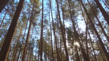 Ormandaki yüksek çam ağaçlarının güzel bir günde rüzgarda, ağaçların arasından güneş ışığının panoramik videosu..