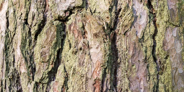 Corteccia d'albero. Alto frammento dettagliato di corteccia d'albero . — Foto Stock
