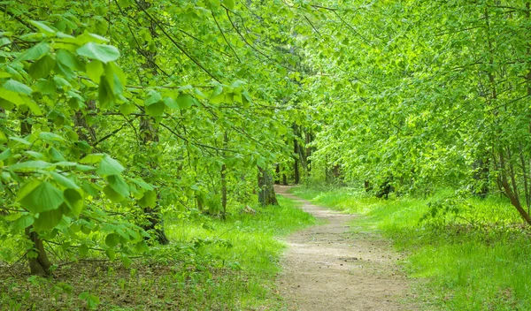 Sentier pédestre à travers la forêt verte de beautifuf. Belle forêt et route de campagne au soleil, personne . — Photo