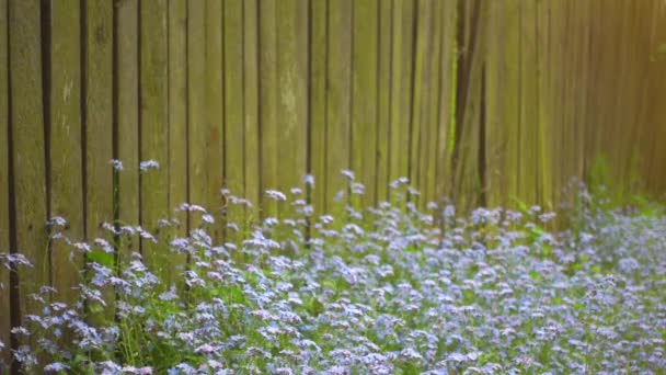 美丽的花朵在木制篱笆附近缓慢地绽放。定性慢镜头. — 图库视频影像