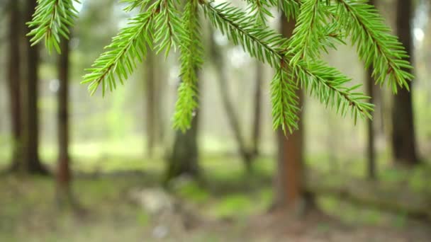 Rama de abeto verde moviéndose en la brisa del viento. Bosque salvaje . — Vídeos de Stock