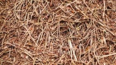 Karınca sürüsü yaklaşıyor. Büyük karınca yuvası, karınca şehrinin nüfusu.