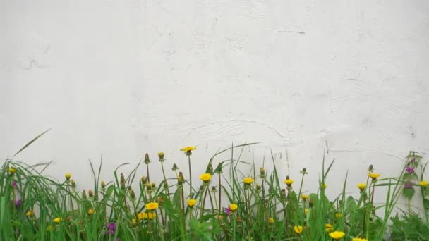 Zomer of lente achtergrond, mooie bloemen op een wind in de buurt van witte muur. — Stockvideo
