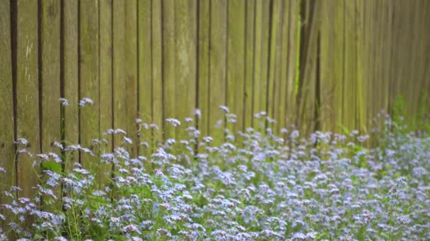 Bella fioritura fiori blu vicino recinzione di legno. — Video Stock