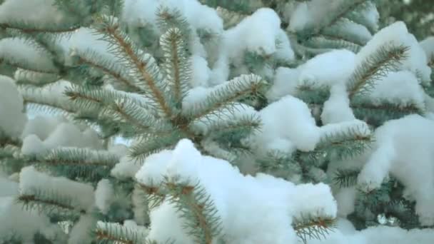 Qualitativa neve em câmera lenta e abeto . — Vídeo de Stock