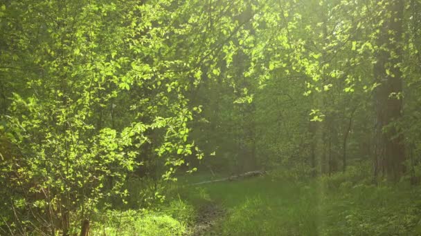 Zöld erdő napfényben. Könnyű szellő szél a gyönyörű fák a napsütéses napon. — Stock videók