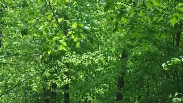 Gröna blad på en vind i solljus. Vind i vackra träd på solig dag. — Stockvideo