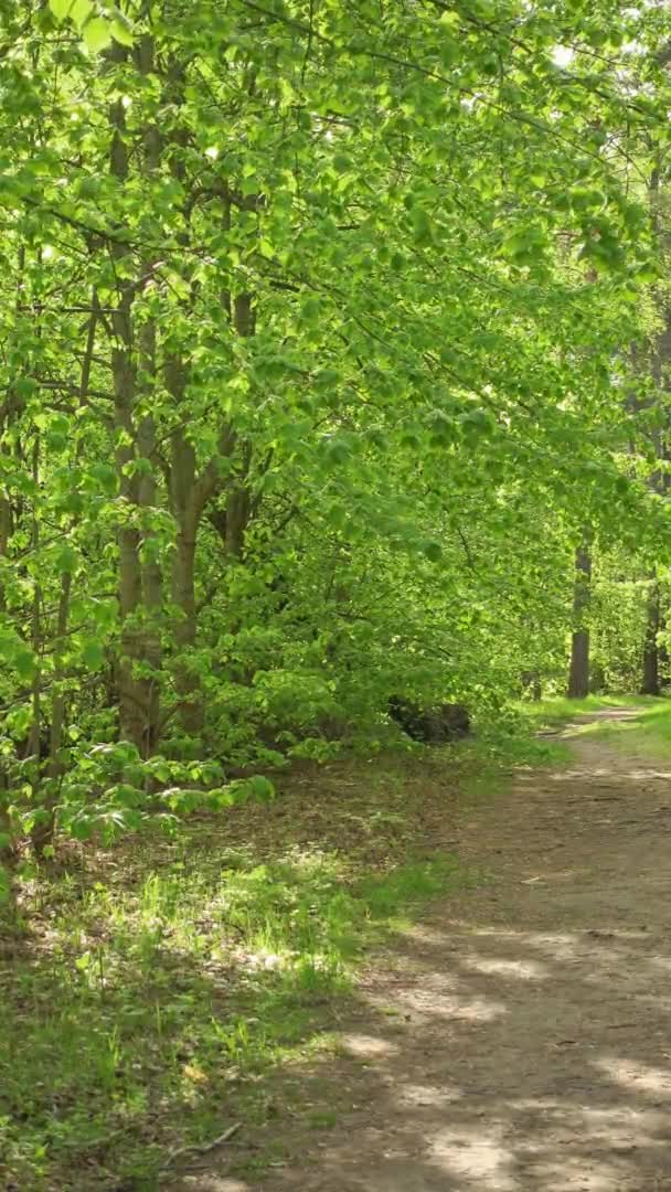 Kwalitatieve verticale video. Lichte wind in mooie bomen op zonnige dag. — Stockvideo