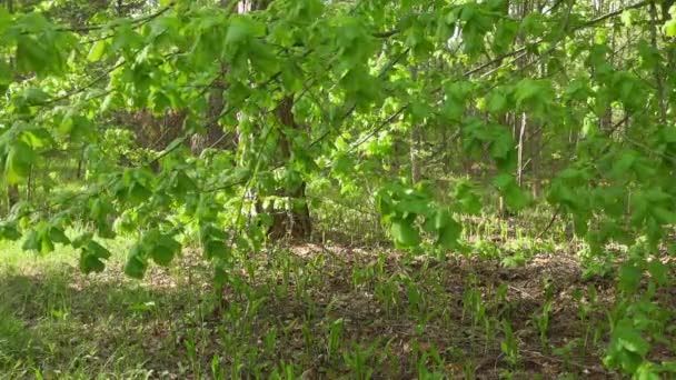 Vento de brisa leve em belas árvores no dia ensolarado, vídeo de câmera lenta qualitativa — Vídeo de Stock