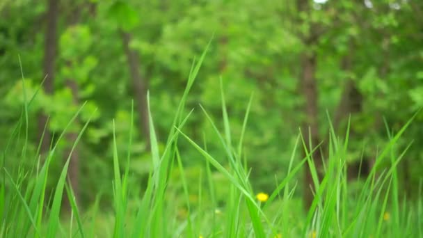 La hierba verde en el viento. Hermoso bosque, 4 k metraje . — Vídeo de stock