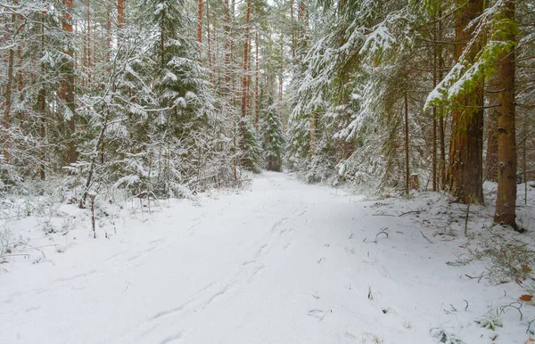 Camino a través de un hermoso bosque de invierno, nieve fresca en los árboles. — Foto de Stock