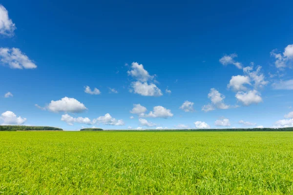 Schöne landwirtschaftliche Idylle, blauer Himmel und frische grüne Pflanzen bei schönem Tag. — Stockfoto